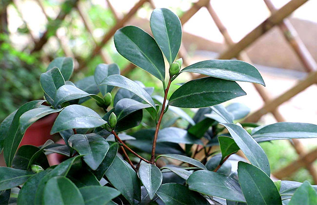 茶花