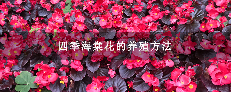 四季海棠花的養(yǎng)殖方法