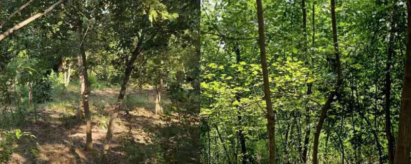 八公分三角楓價格多少錢一棵