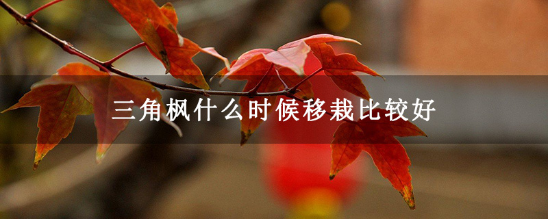 三角楓什么時候移栽比較好