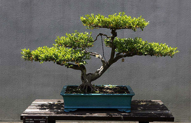 黃楊盆景多少錢一棵?2020年黃楊盆景價格最新價格