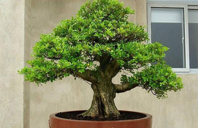 黃楊盆景多少錢一棵?2020年黃楊盆景價格最新價格