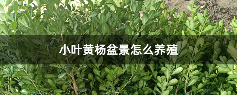 小葉黃楊盆景怎么養殖