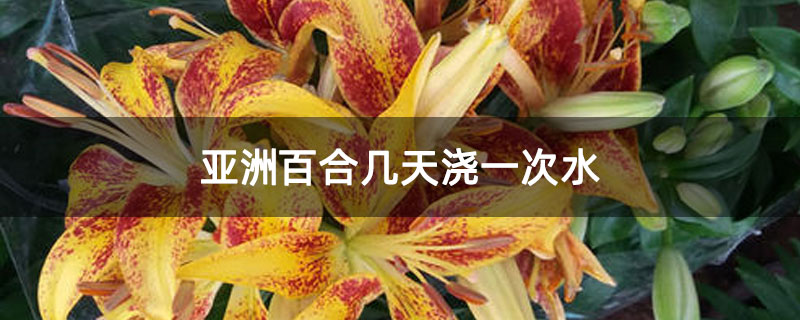 亞洲百合幾天澆一次水