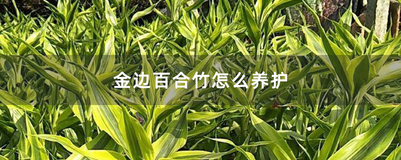 金邊百合竹怎么養(yǎng)護(hù) 金邊百合竹怎么養(yǎng)護(hù)
