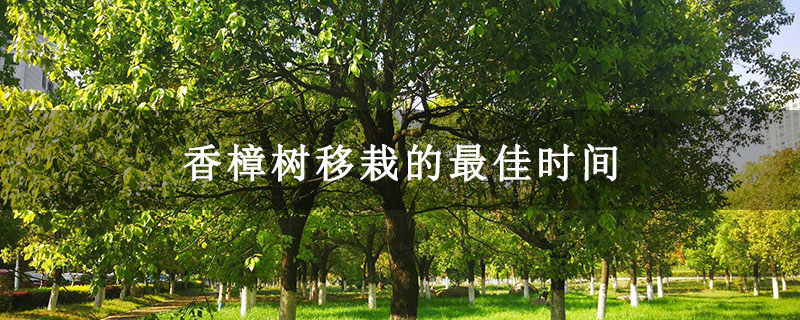 香樟樹移栽的最佳時間