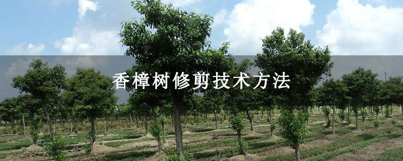香樟樹修剪技術方法