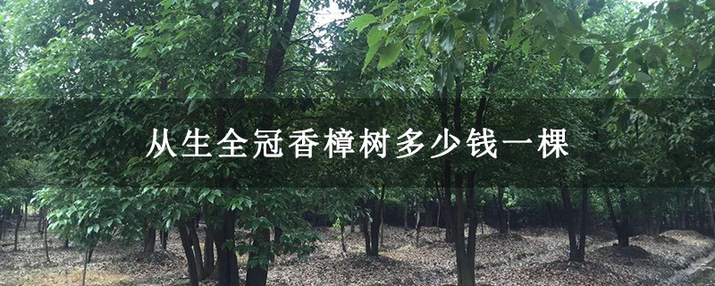 從生全冠香樟樹多少錢一棵