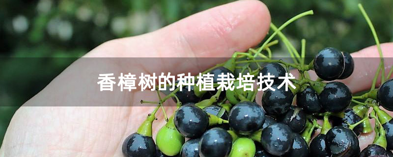 香樟樹的種植栽培技術 香樟樹的種植栽培技術