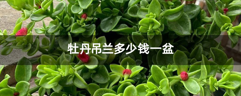 牡丹吊蘭多少錢一盆