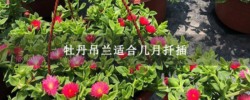 牡丹吊蘭適合幾月扦插