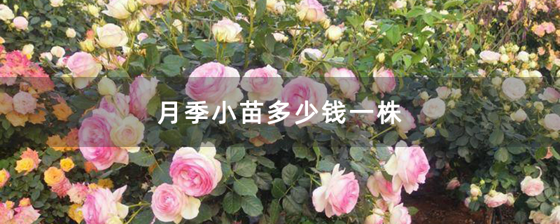 月季小苗多少錢一株