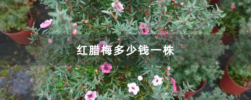 紅臘梅多少錢一株