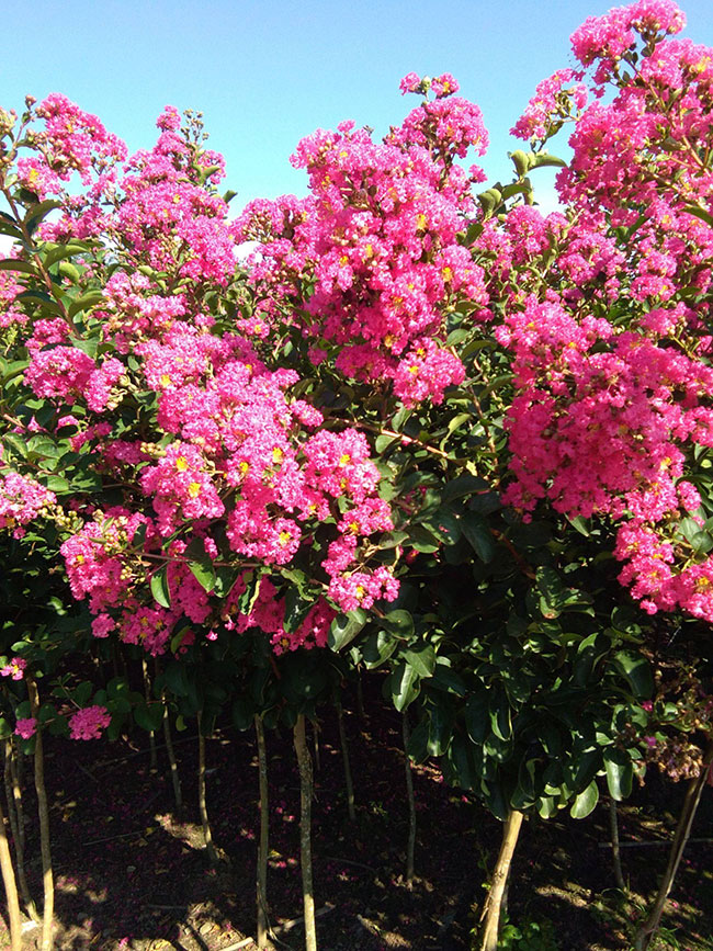 紫薇種子什么時候種?紫薇種子的播種方法