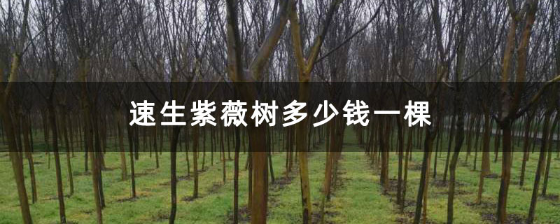 速生紫薇樹多少錢一棵 速生紫薇樹多少錢一棵