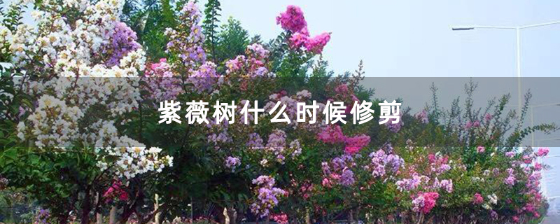 紫薇樹什么時候修剪 紫薇樹什么時候修剪