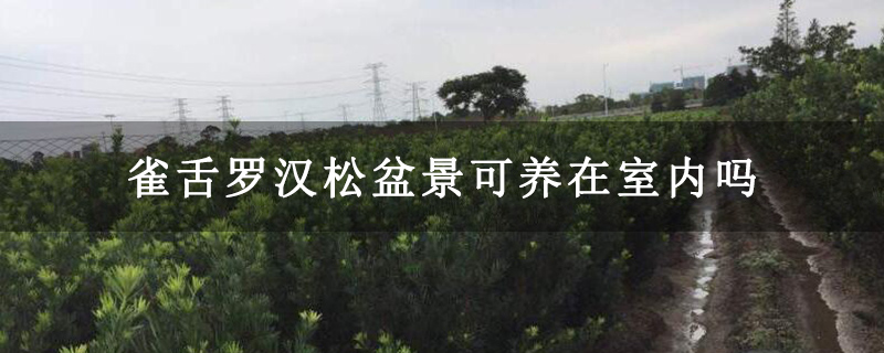 雀舌羅漢松盆景可養在室內嗎