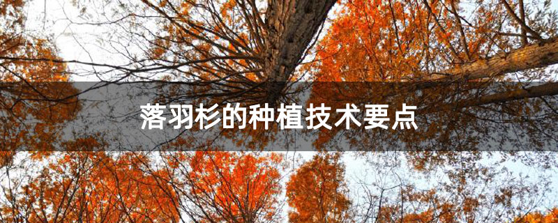落羽杉的種植技術要點