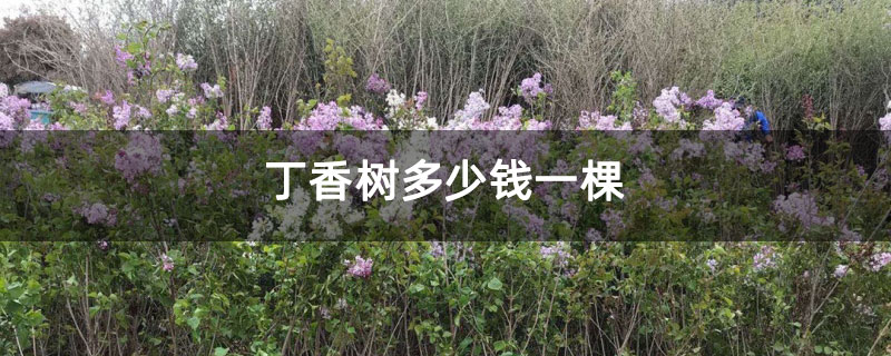 丁香樹(shù)多少錢一棵 丁香樹(shù)多少錢一棵
