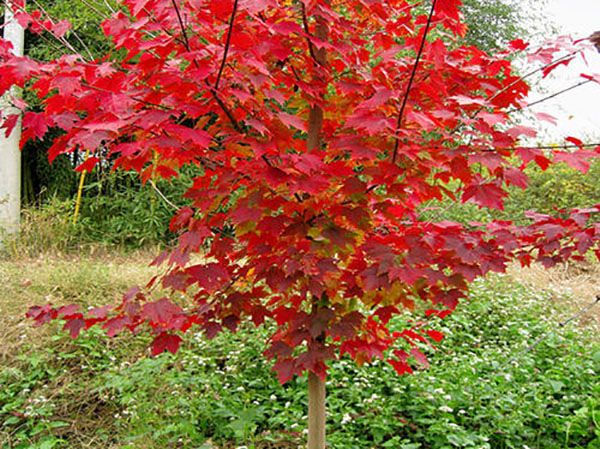 美國紅楓