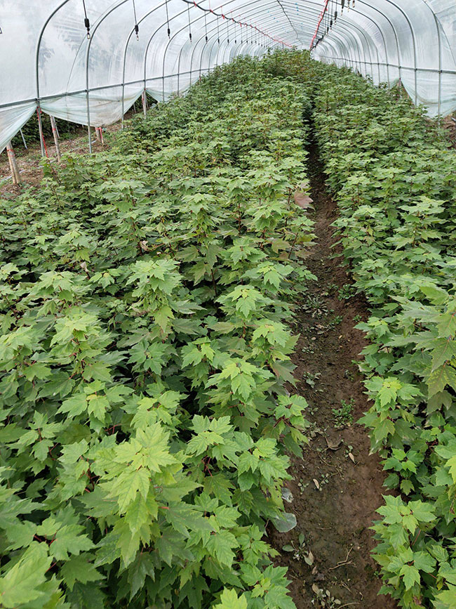 1583917570744025.jpg紅楓樹苗多少錢一棵?2020年紅楓樹苗價格最新價格