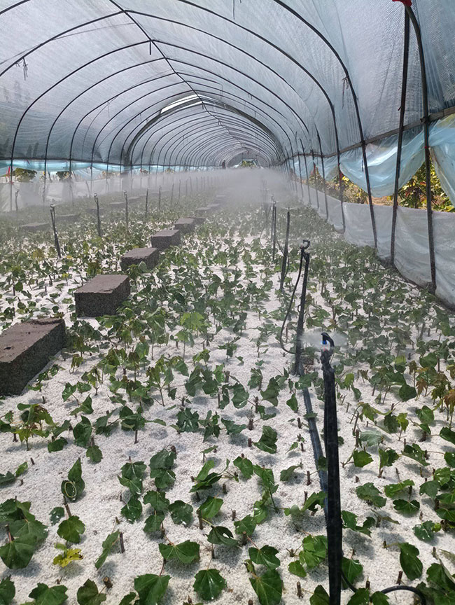 紅楓樹苗多少錢一棵?2020年紅楓樹苗價格最新價格