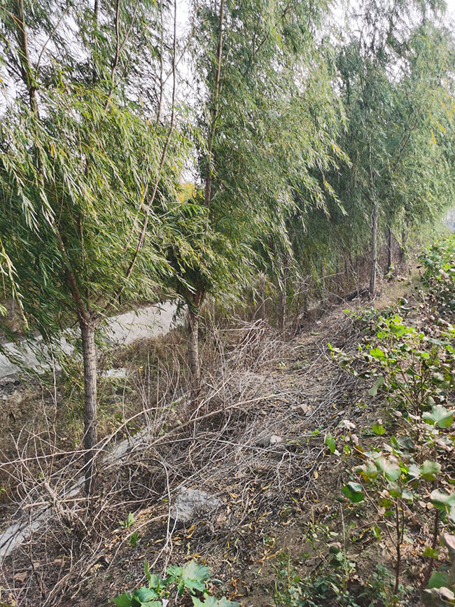 柳樹價格表多少錢一棵?柳樹表種植方法和注意事項(xiàng)