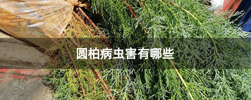 圓柏病蟲害有哪些