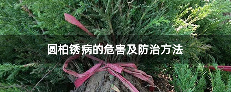 圓柏銹病的危害及防治方法