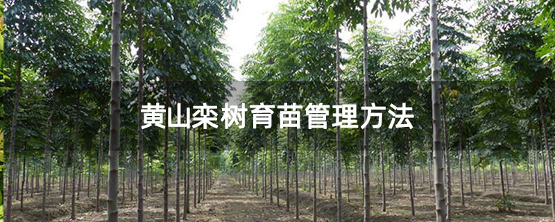 黃山欒樹育苗管理方法 黃山欒樹育苗管理方法
