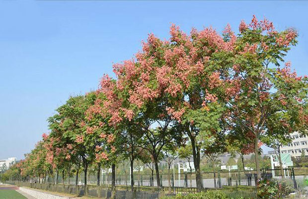 欒樹(shù)小苗8.jpg