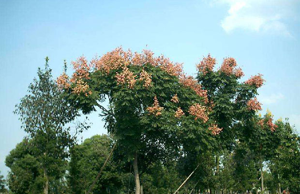 欒樹(shù)小苗9.jpg