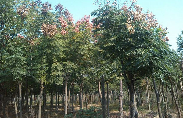 欒樹(shù)小苗3.jpg