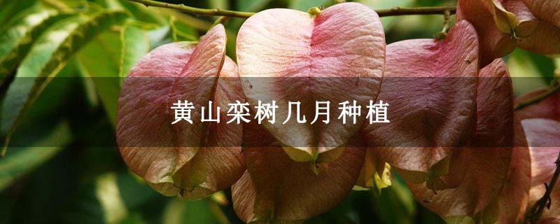 黃山欒樹(shù)幾月種植