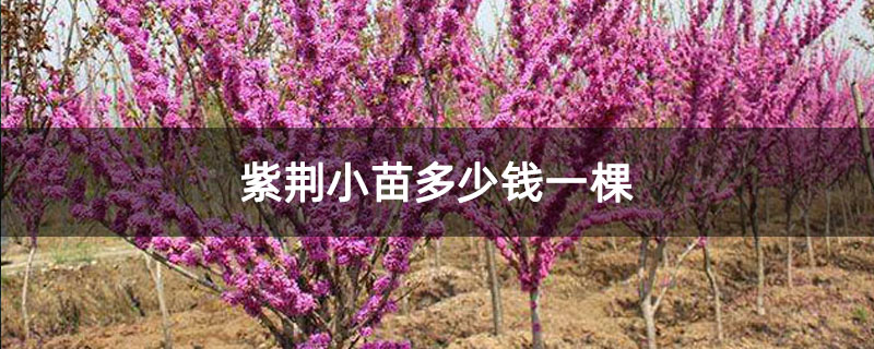 紫荊小苗多少錢一棵