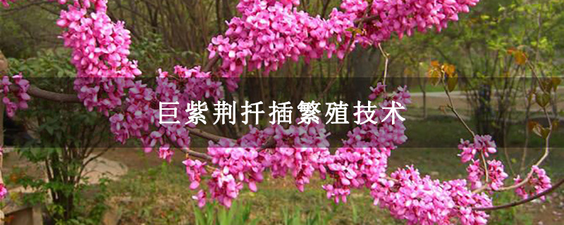 巨紫荊扦插繁殖技術(shù)