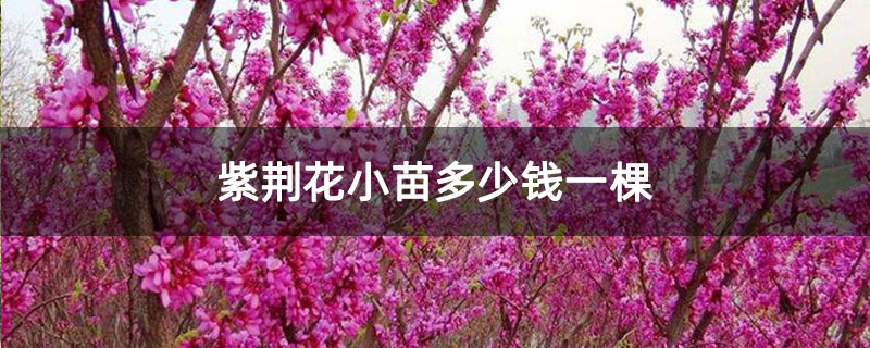 紫荊花小苗多少錢(qián)一棵