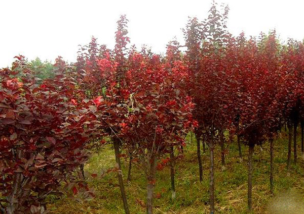 紅葉李