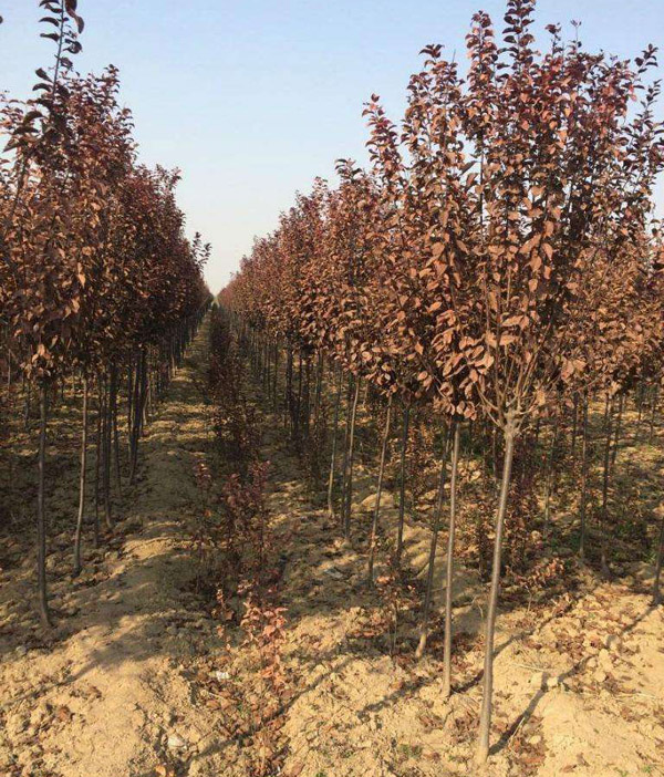 紅葉李基地實(shí)拍圖