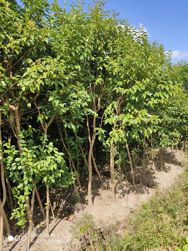 大葉女貞價(jià)格多少錢一棵?大葉女貞的種植方法