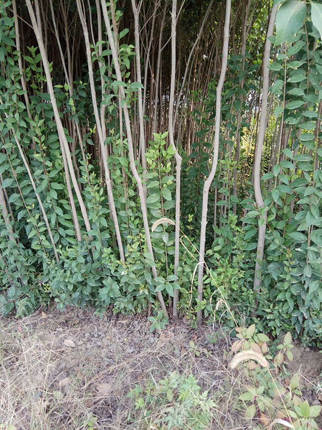 大葉女貞價(jià)格多少錢一棵?大葉女貞的種植方法