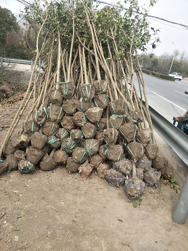 大葉女貞價(jià)格多少錢一棵?大葉女貞的種植方法