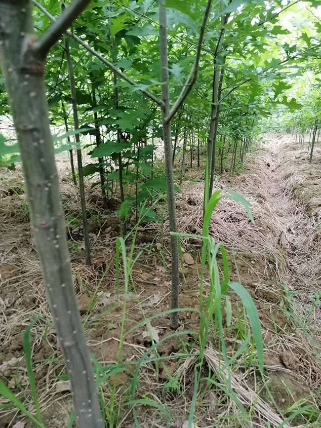 娜塔櫟需要什么肥料?娜塔櫟施肥與管理方法