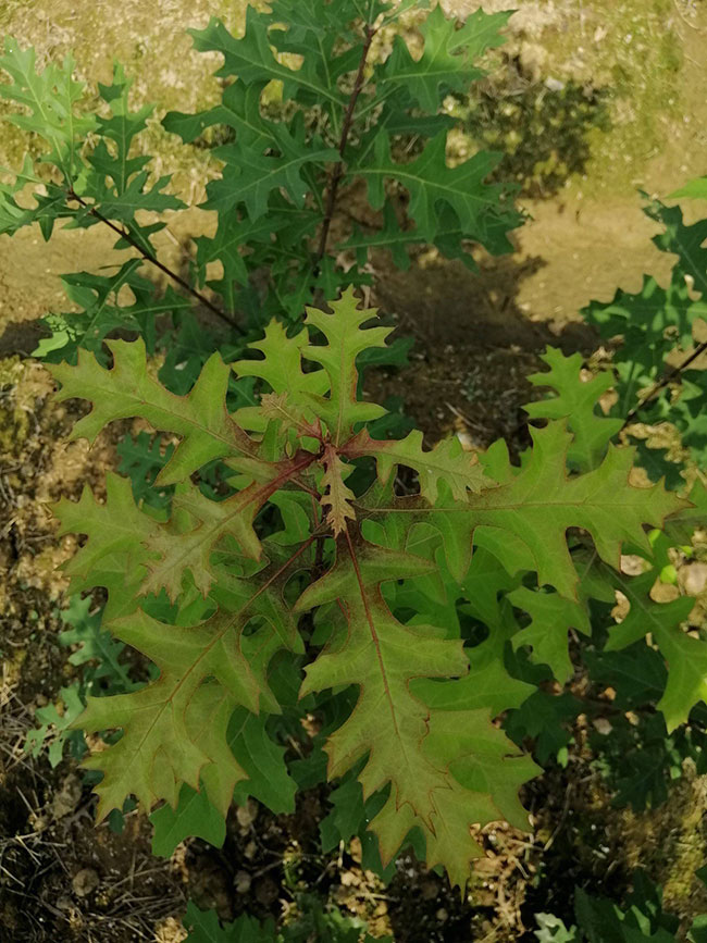 娜塔櫟需要什么肥料?娜塔櫟施肥與管理方法