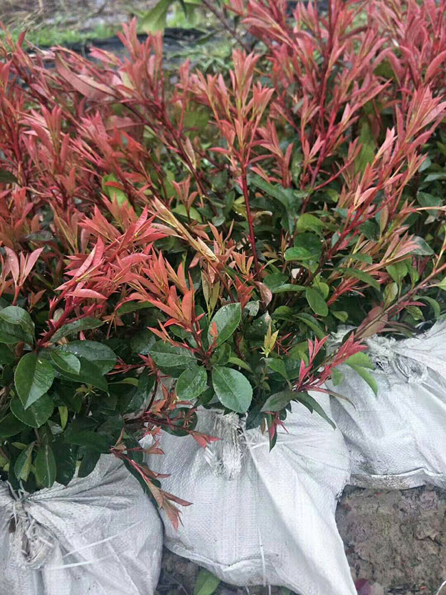 紅葉石楠球冬季如何防護(hù)?紅葉石楠冬季養(yǎng)護(hù)方法