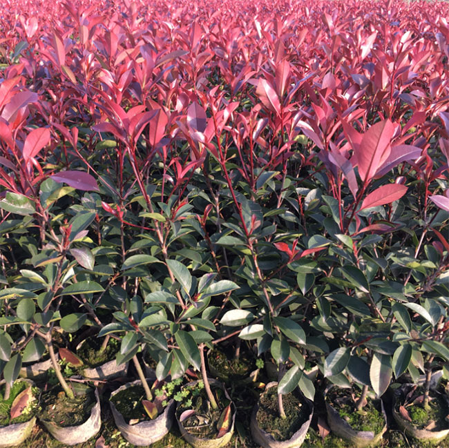 紅葉石楠球如何種植?紅葉石楠球種植技術(shù)及注意事項