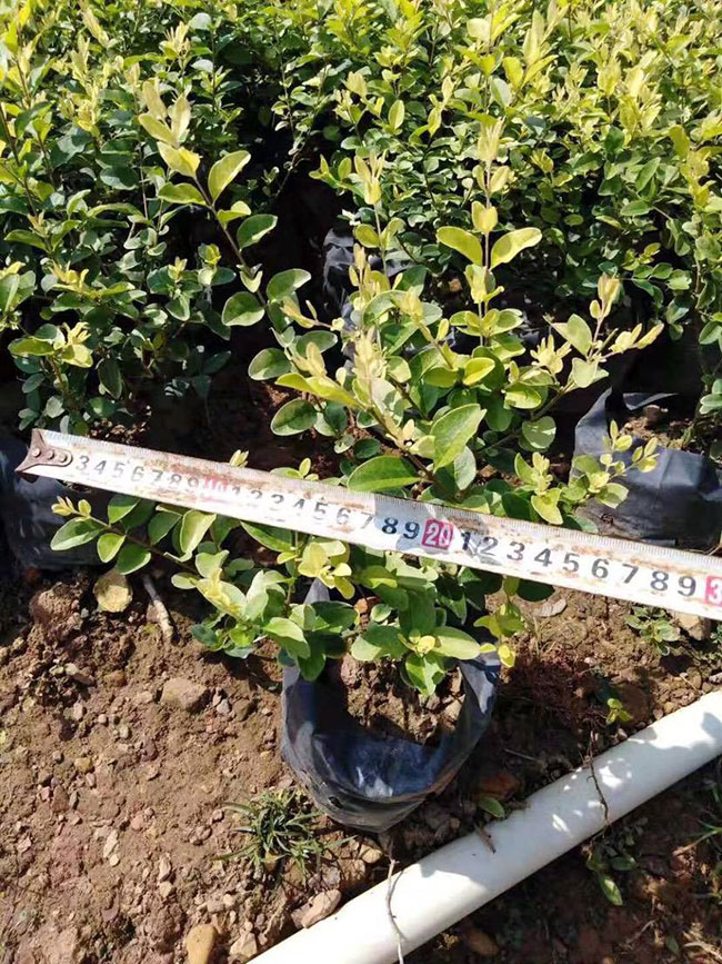 紅葉石楠球如何種植?紅葉石楠球種植技術(shù)及注意事項