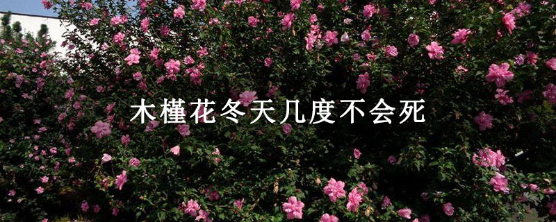 木槿花冬天幾度不會死