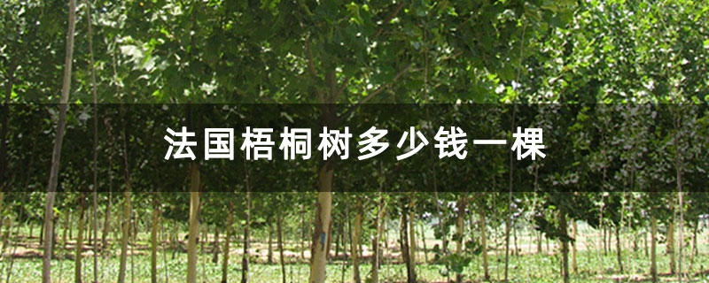 法國梧桐樹多少錢一棵 法國梧桐樹多少錢一棵