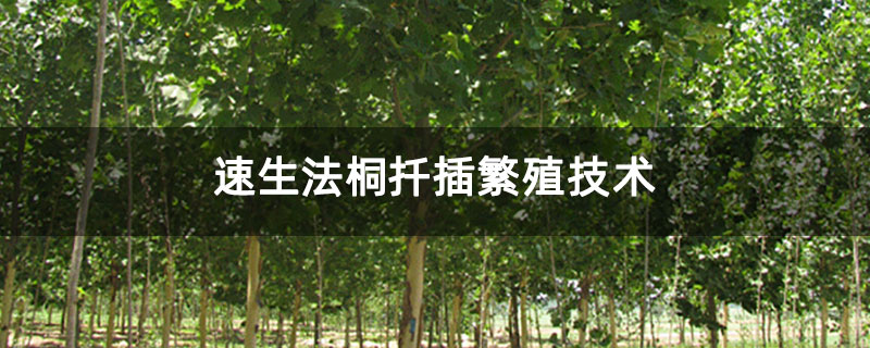速生法桐扦插繁殖技術